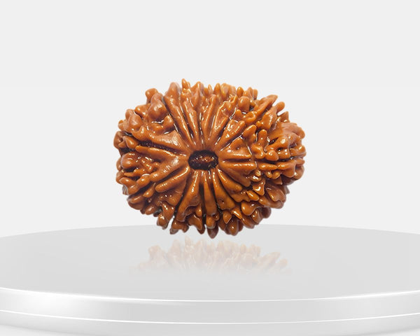 14 Mukhi