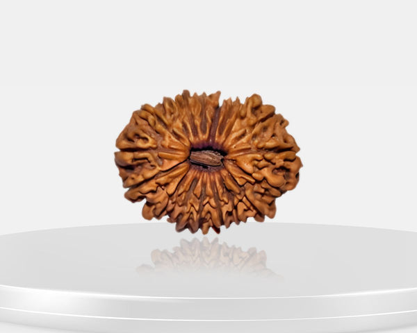 18 Mukhi