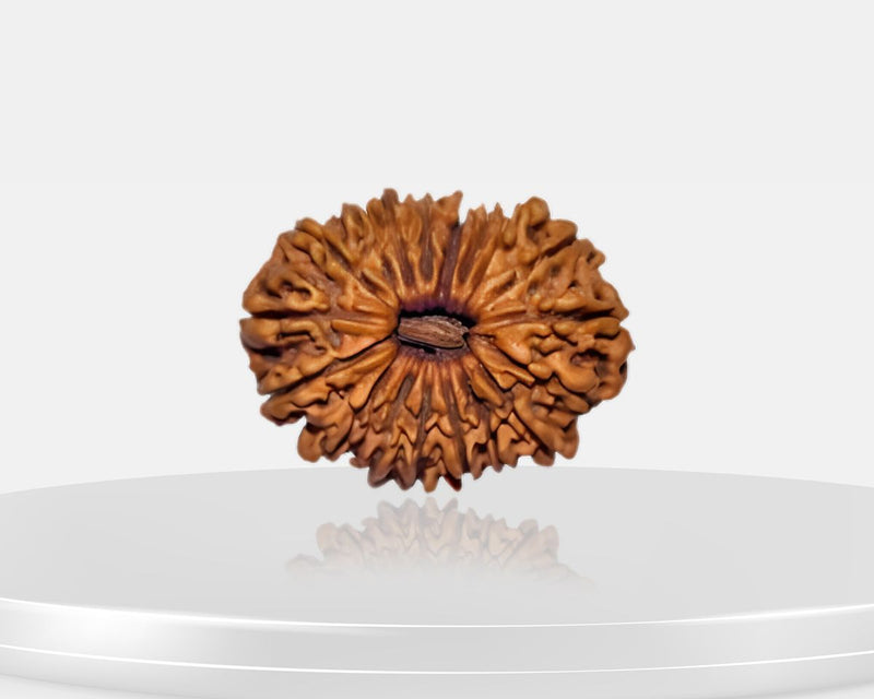 18 Mukhi