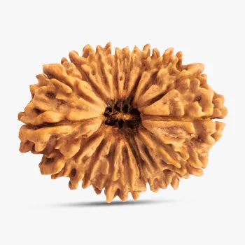 21 Mukhi