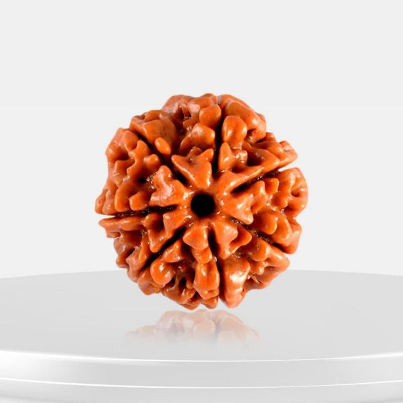 7 Mukhi