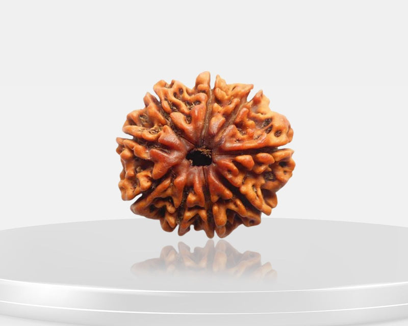 9 Mukhi