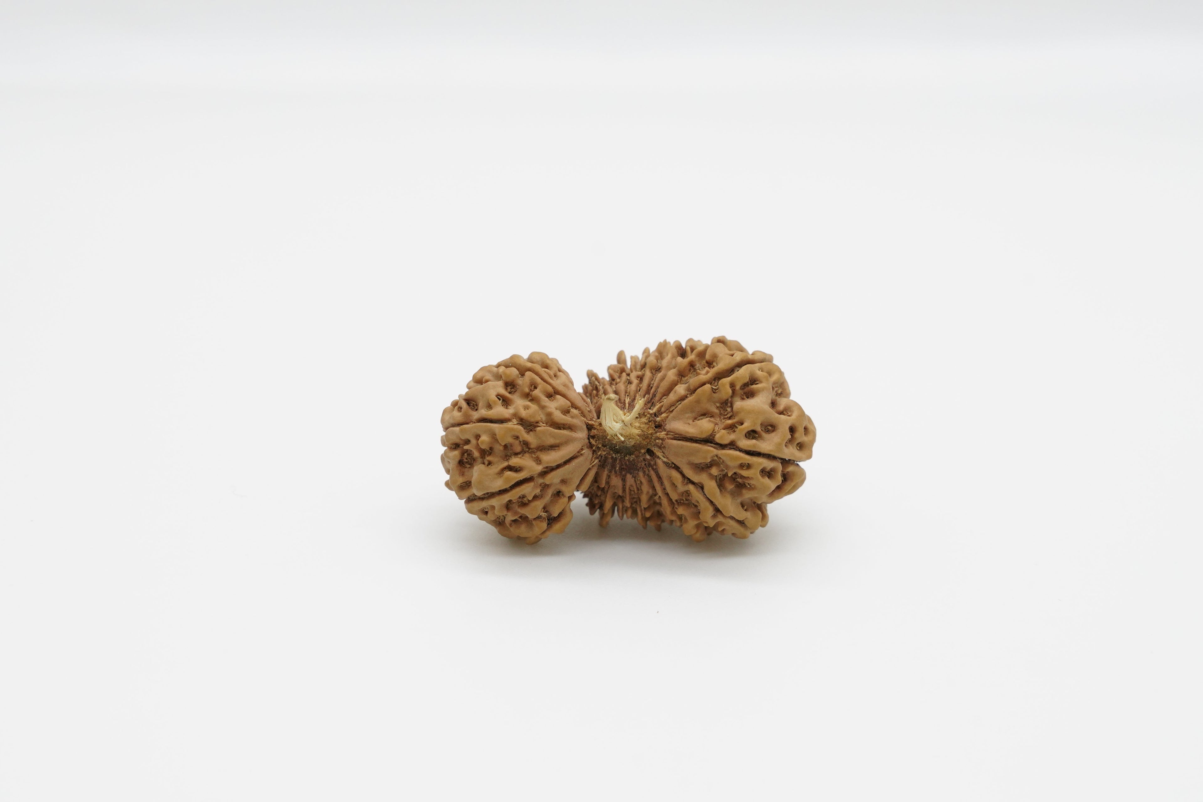32 Mukhi Rudraksha