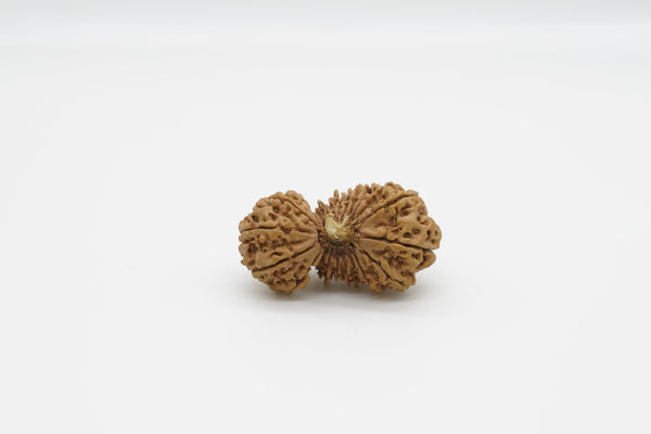 32 Mukhi Rudraksha