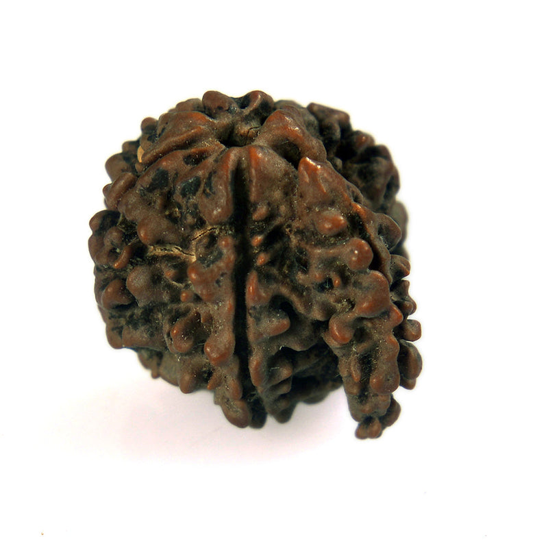 Sawaar Mukhi