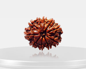 10 Mukhi