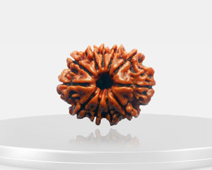 11 Mukhi