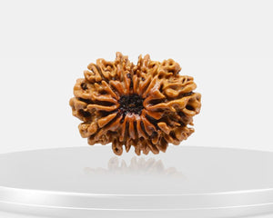 12 Mukhi