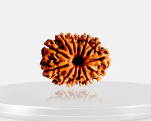 13 Mukhi