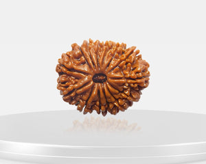 14 Mukhi