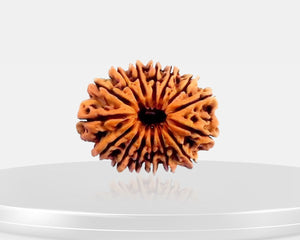15 Mukhi