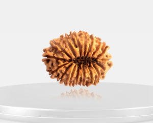 17 Mukhi