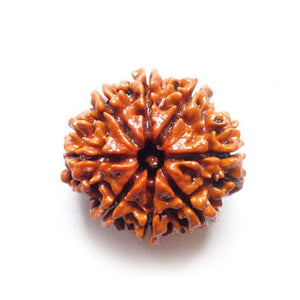 19 Mukhi