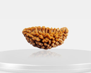 1 Mukhi