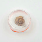 1 Mukhi Rudraksha GOL Dana
