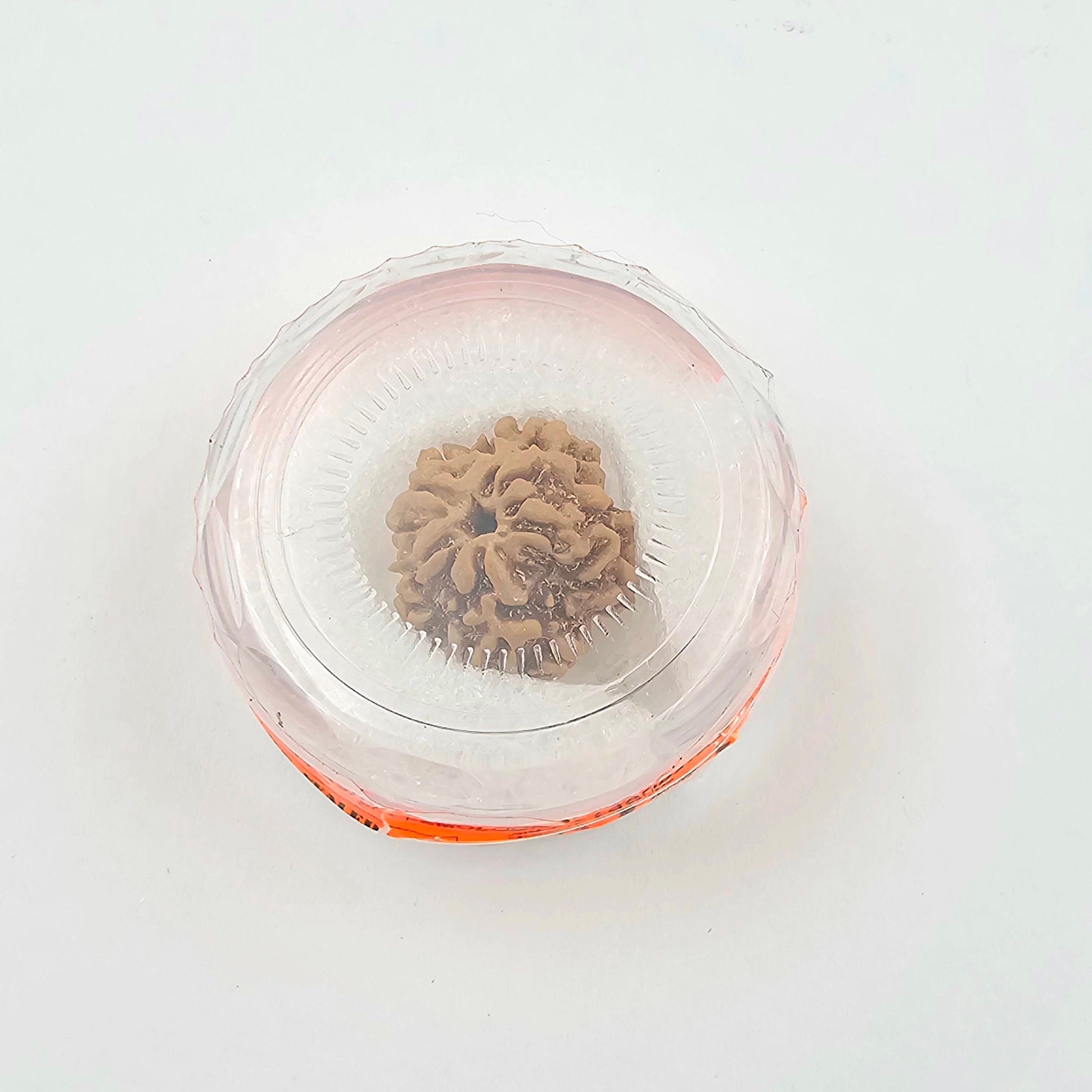 1 Mukhi Rudraksha GOL Dana