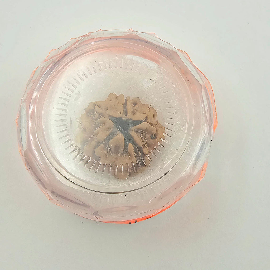 1 Mukhi Rudraksha GOL Dana