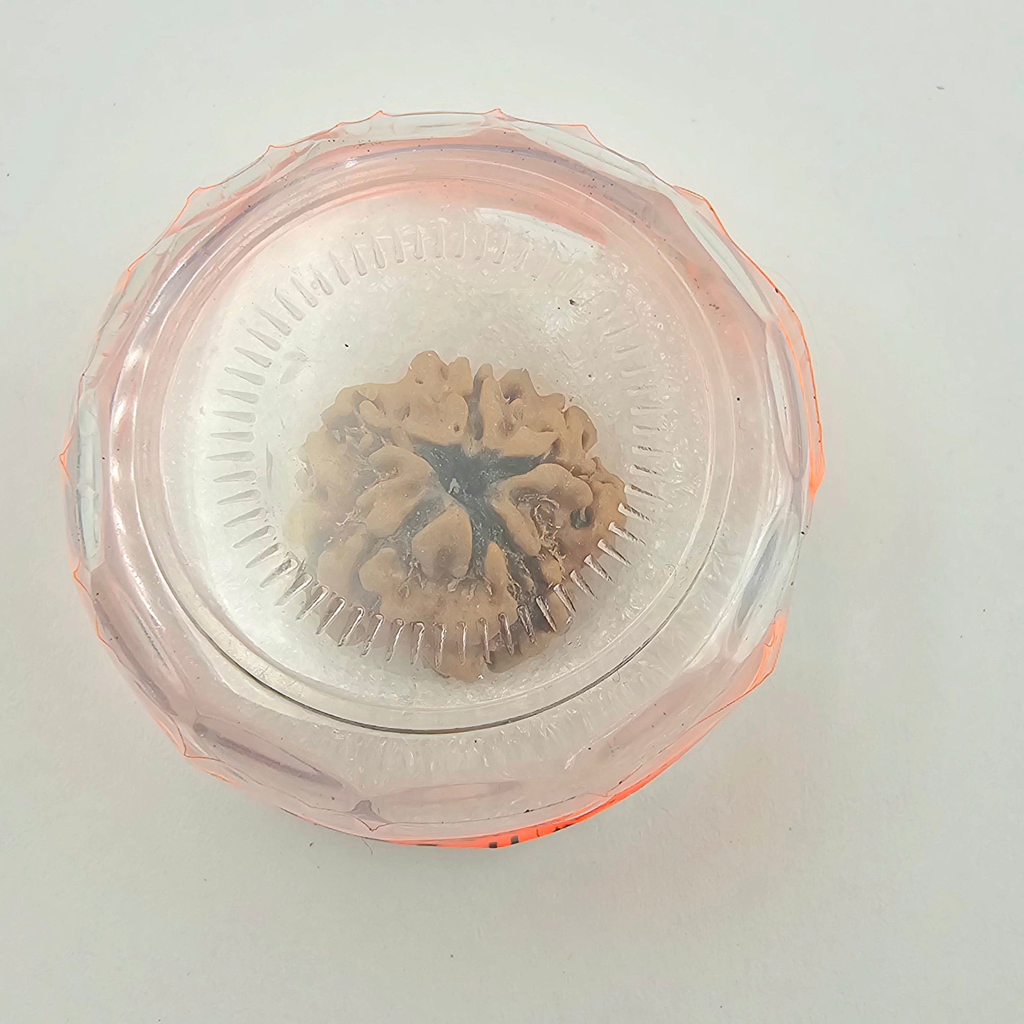 1 Mukhi Rudraksha GOL Dana