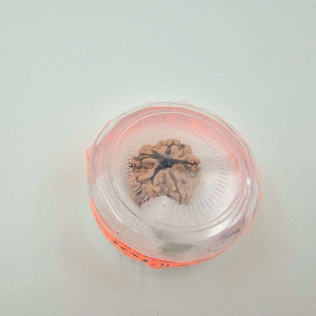 1 Mukhi Rudraksha GOL Dana