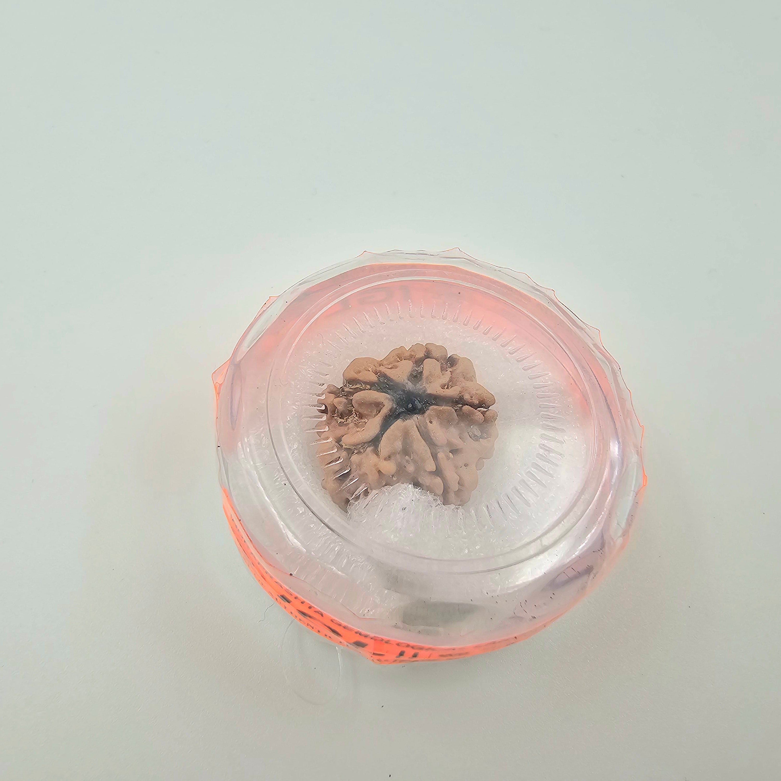 1 Mukhi Rudraksha GOL Dana