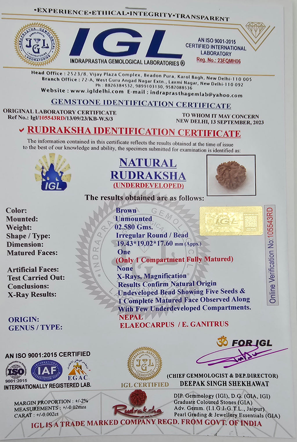 1 Mukhi Rudraksha GOL Dana