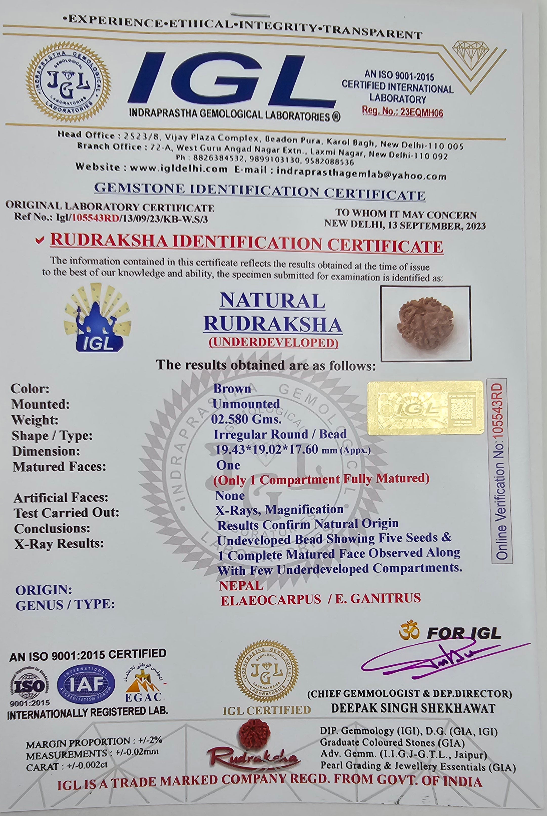 1 Mukhi Rudraksha GOL Dana