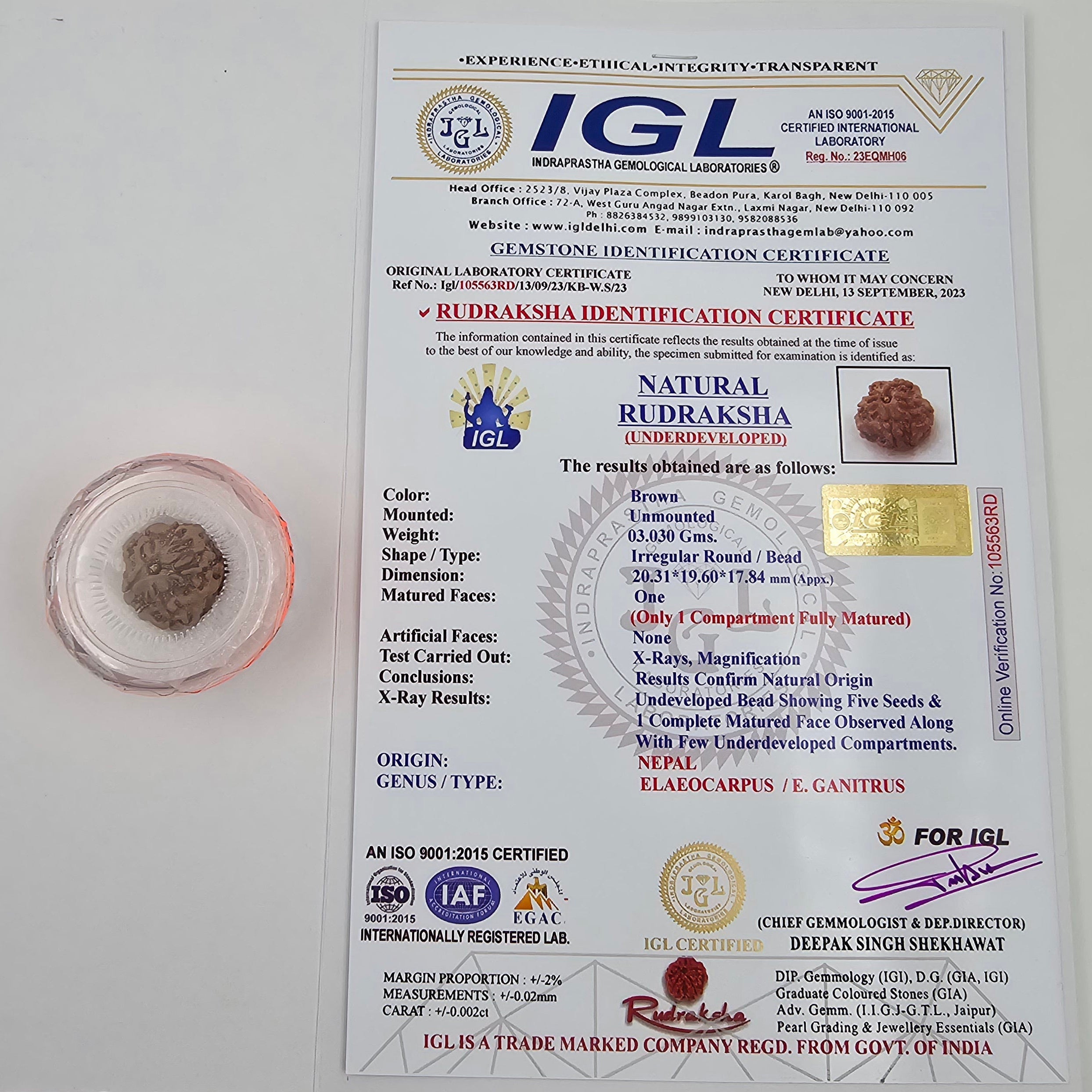 1 Mukhi Rudraksha GOL