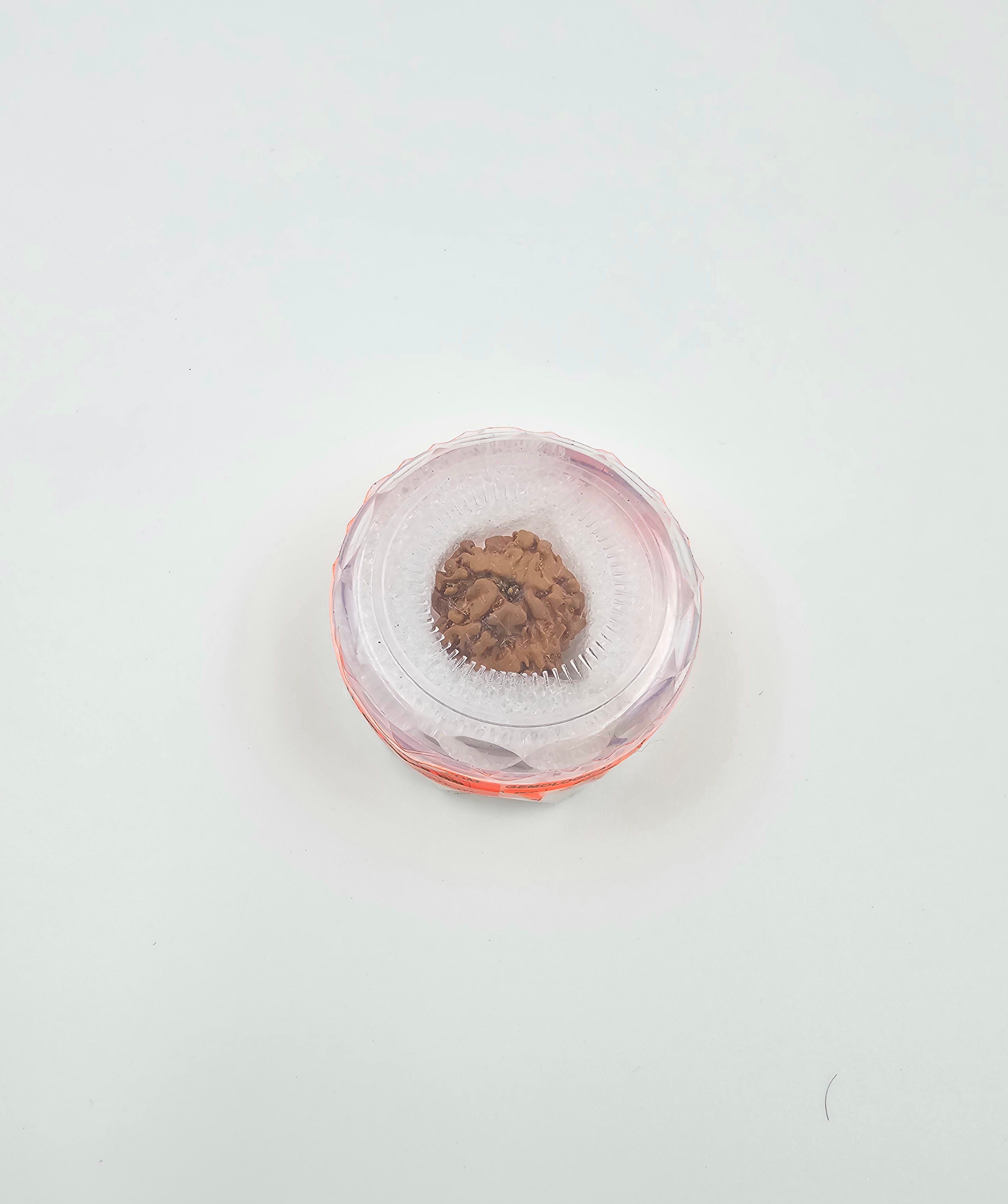 1 Mukhi Rudraksha GOL
