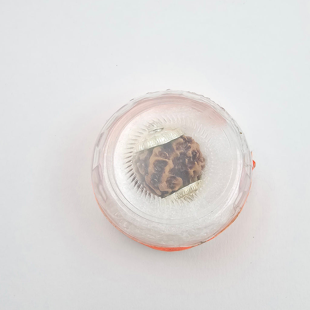 1 Mukhi Rudraksha GOL Dana