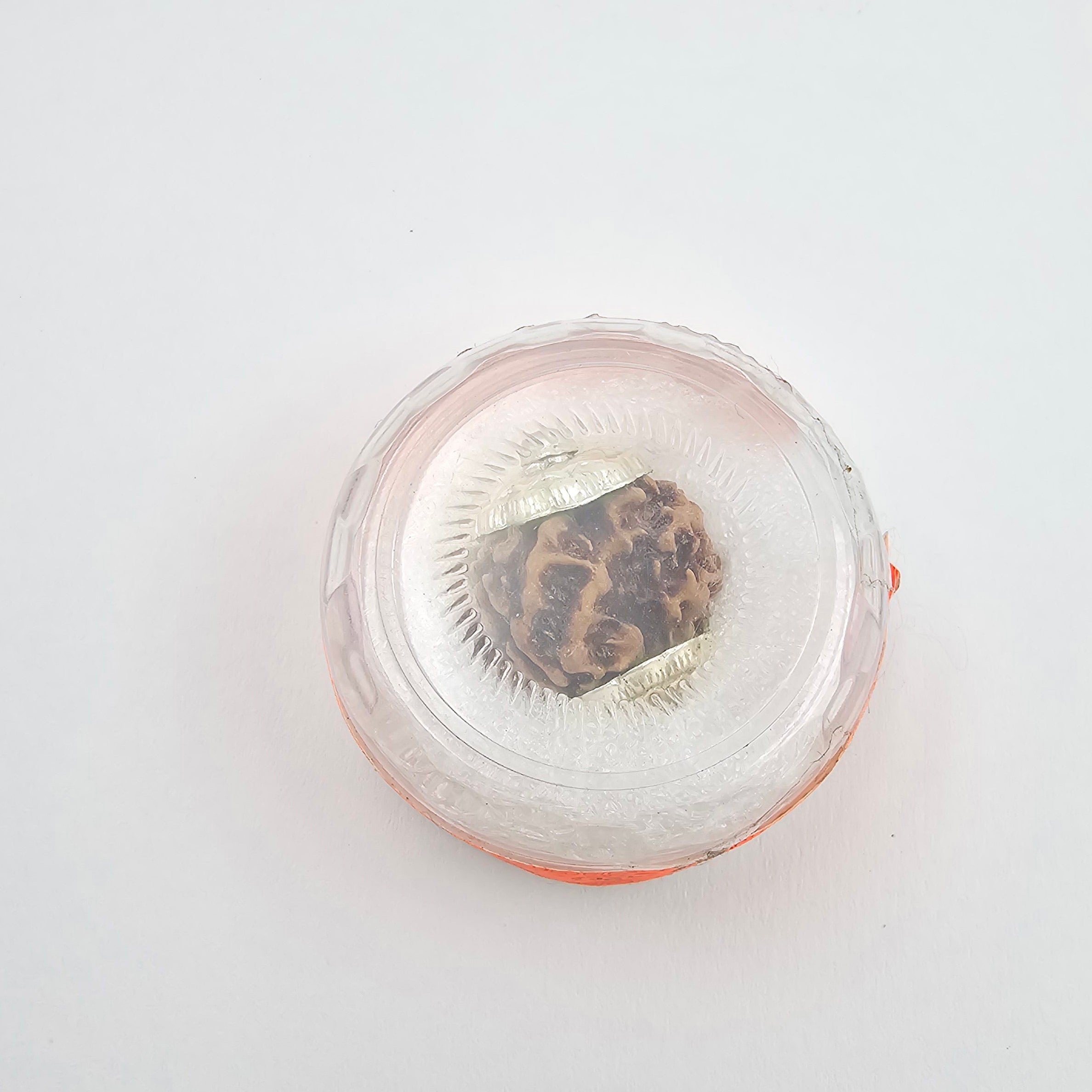1 Mukhi Rudraksha GOL Dana