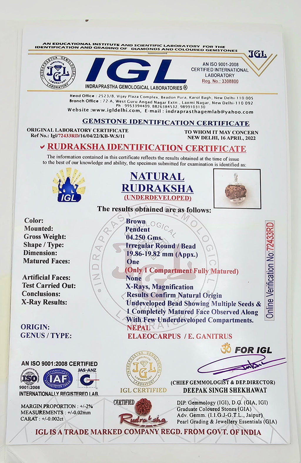 1 Mukhi Rudraksha GOL Dana