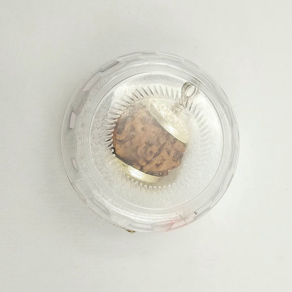 1 Mukhi Rudraksha GOL Dana
