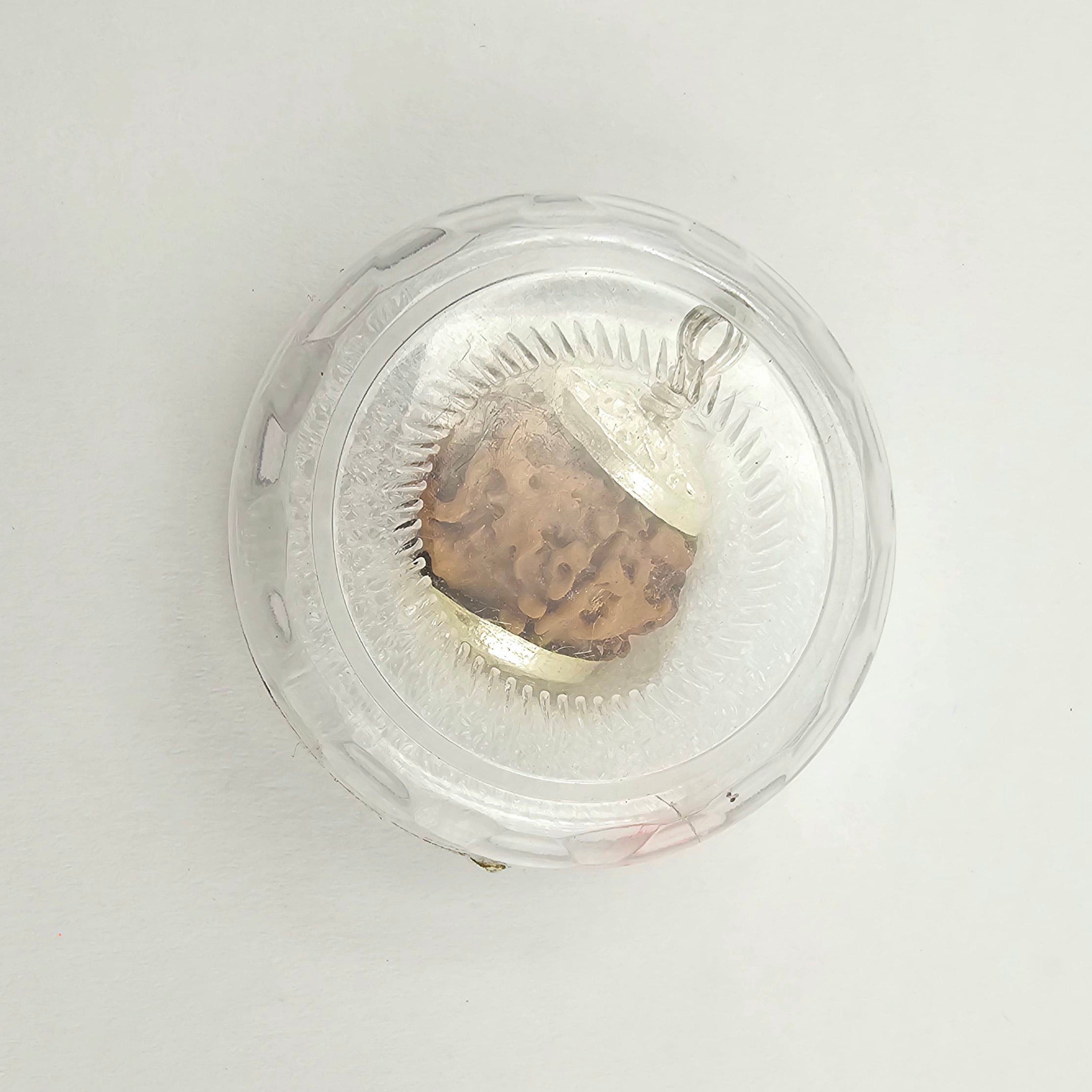 1 Mukhi Rudraksha GOL Dana