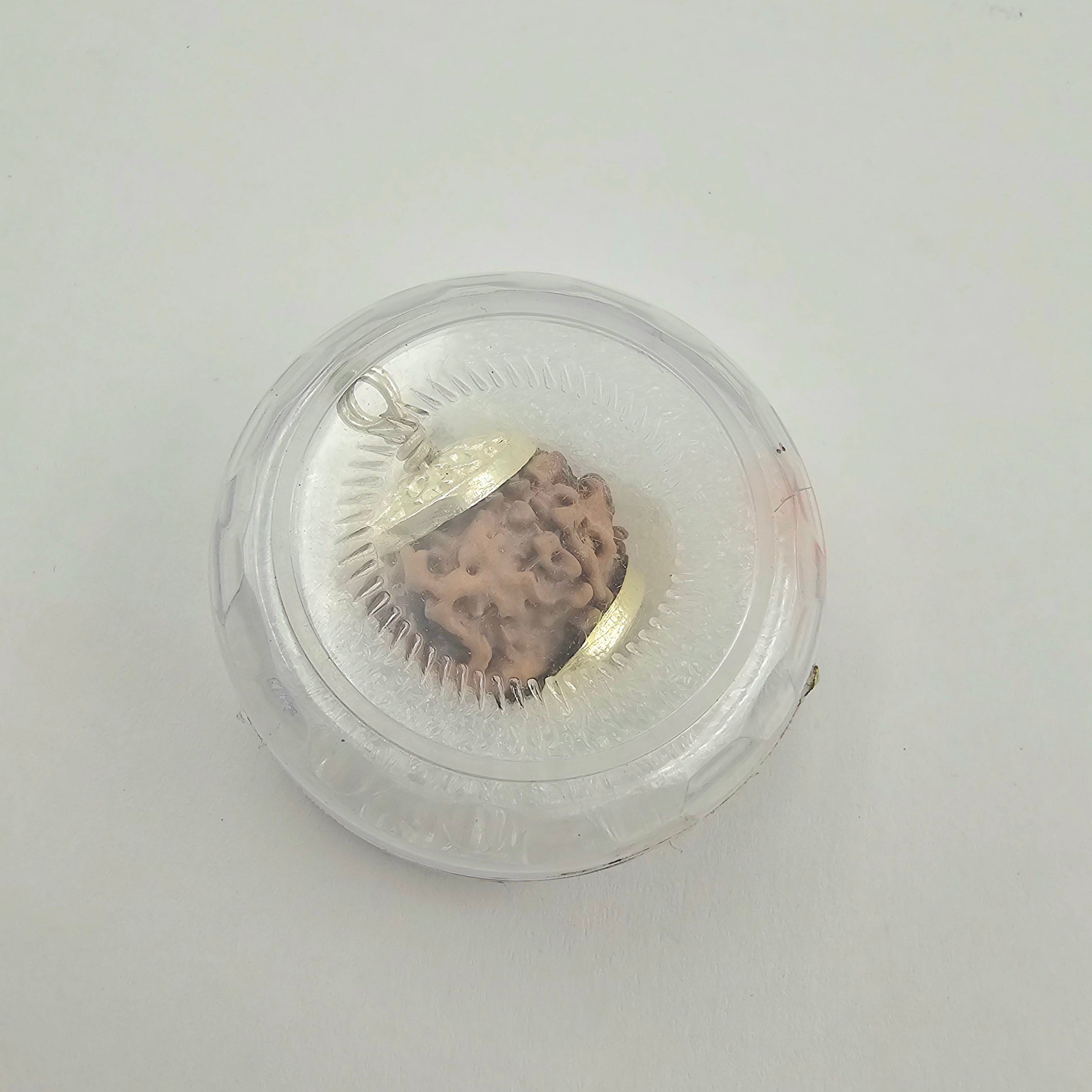 1 Mukhi Rudraksha GOL Dana