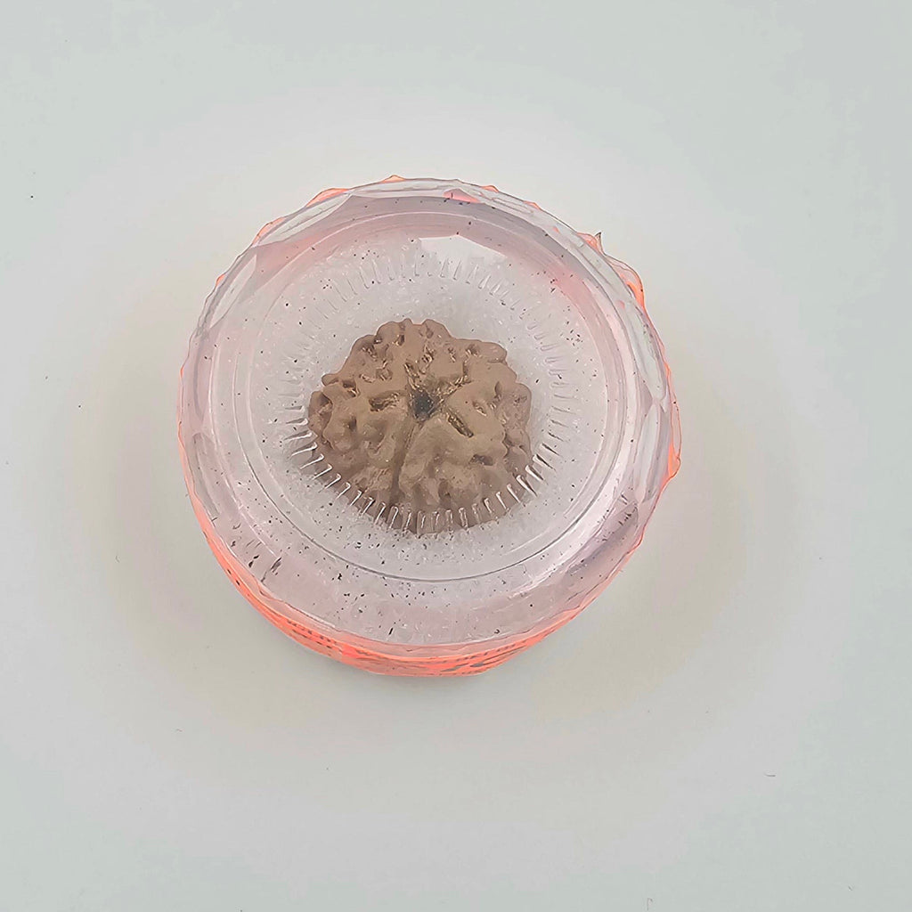 1 Mukhi Rudraksha GOL Dana