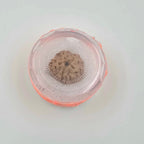 1 Mukhi Rudraksha GOL Dana