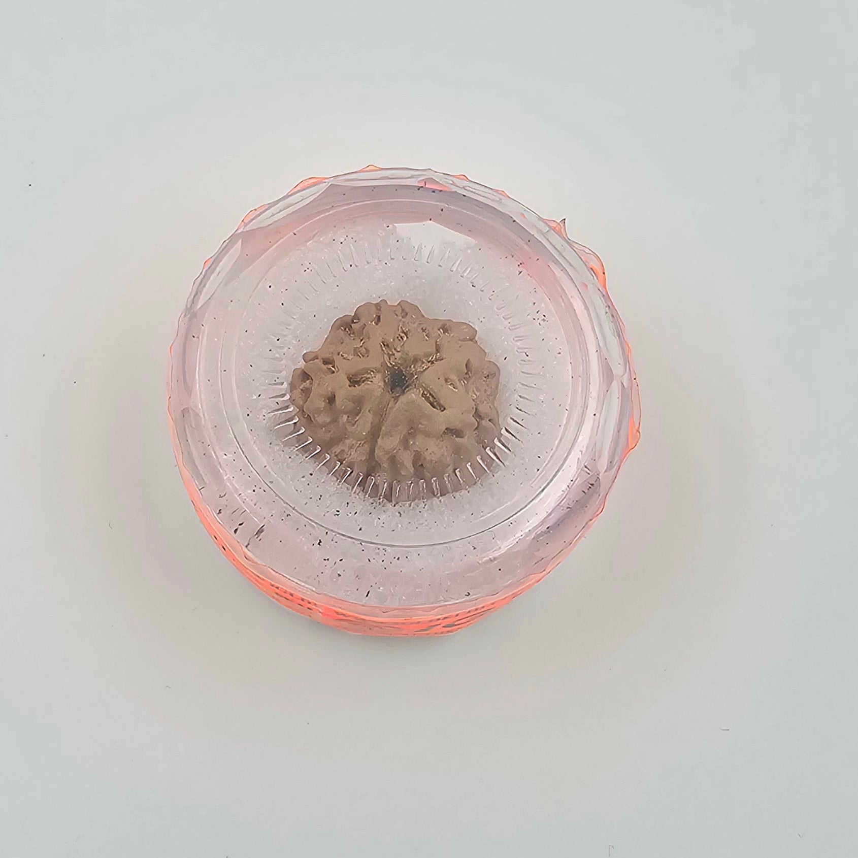 1 Mukhi Rudraksha GOL Dana