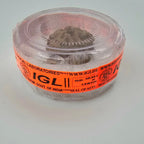 1 Mukhi Rudraksha GOL Dana