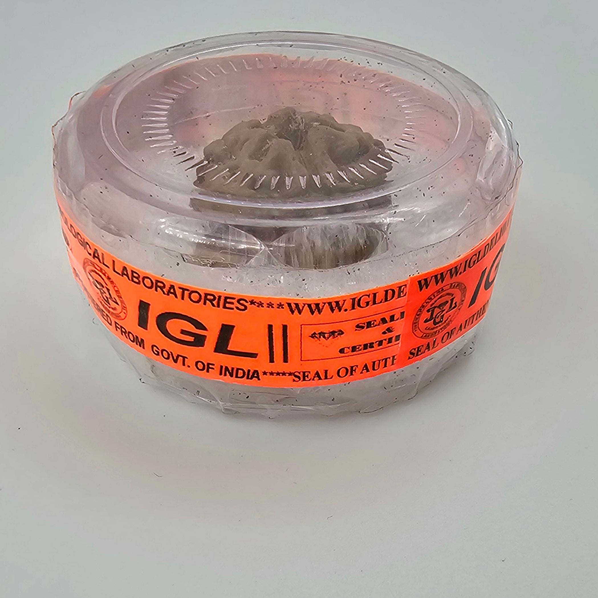 1 Mukhi Rudraksha GOL Dana
