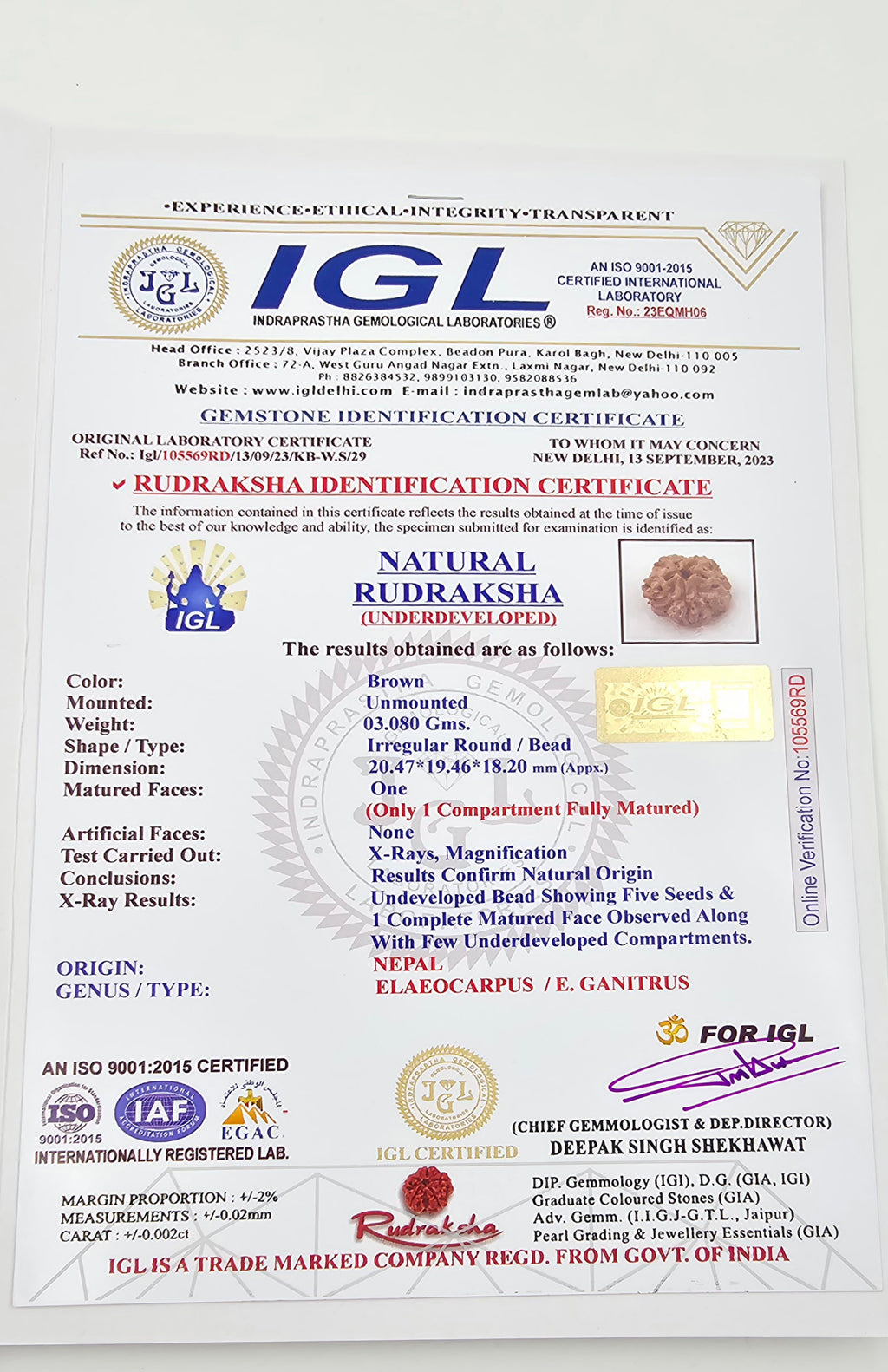 1 Mukhi Rudraksha GOL Dana