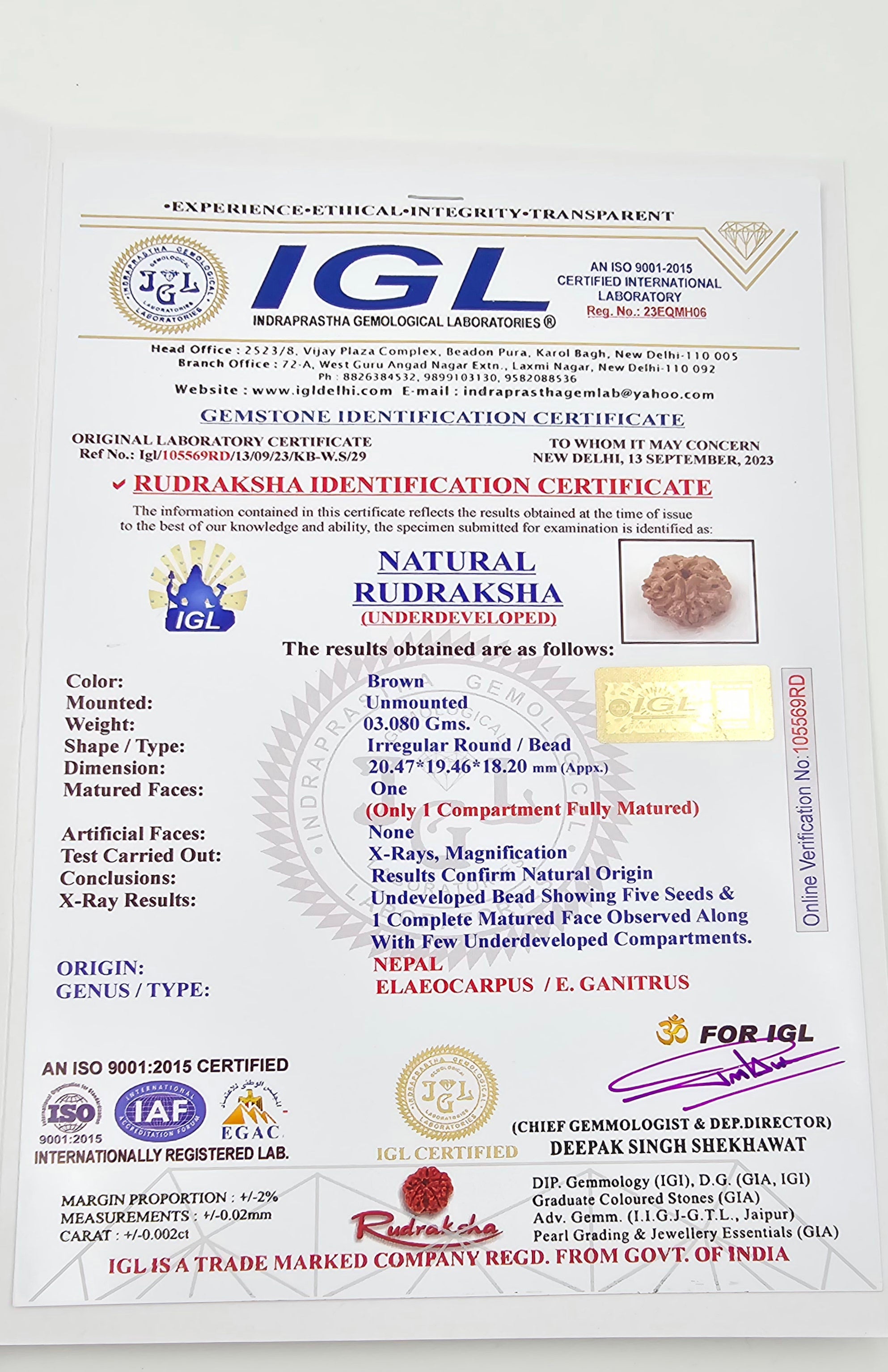 1 Mukhi Rudraksha GOL Dana