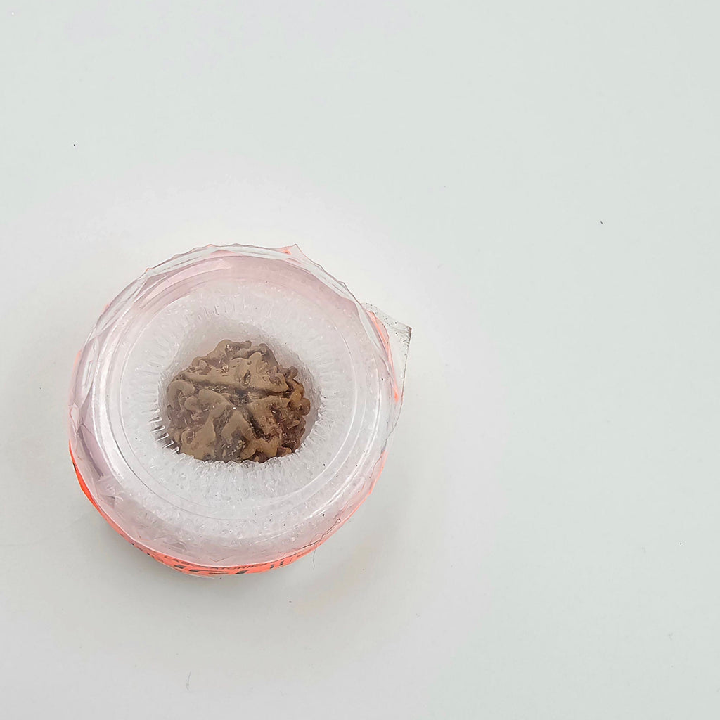 1 Mukhi Rudraksha GOL Dana