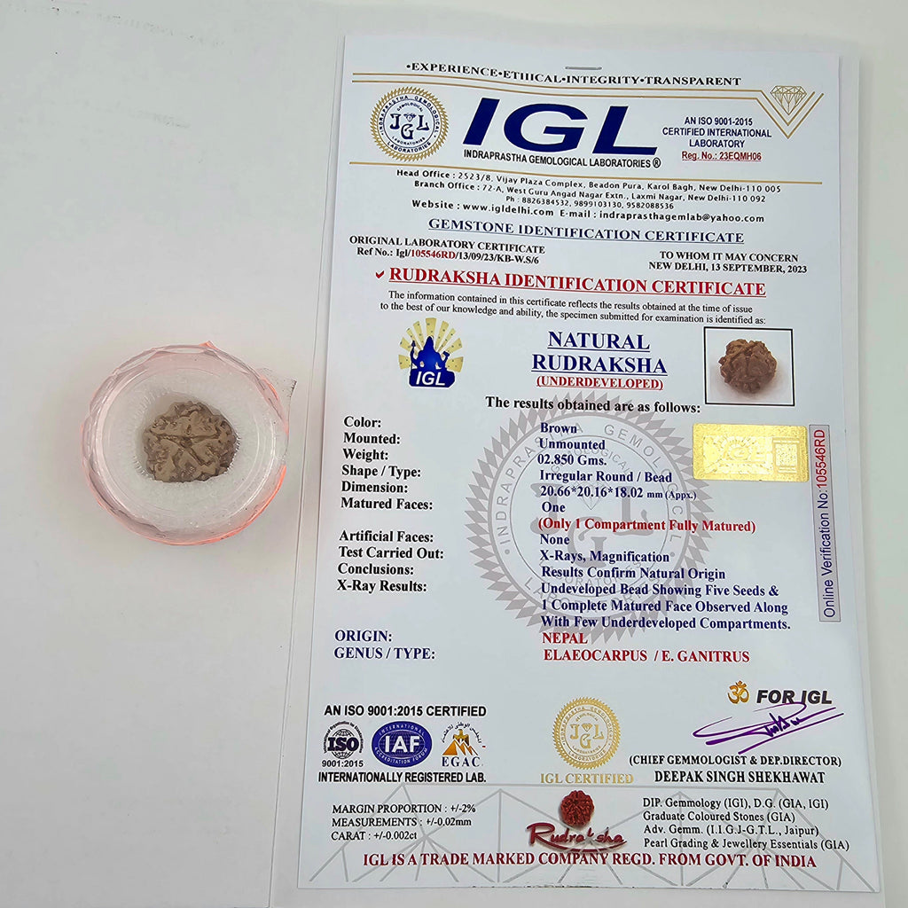 1 Mukhi Rudraksha GOL Dana