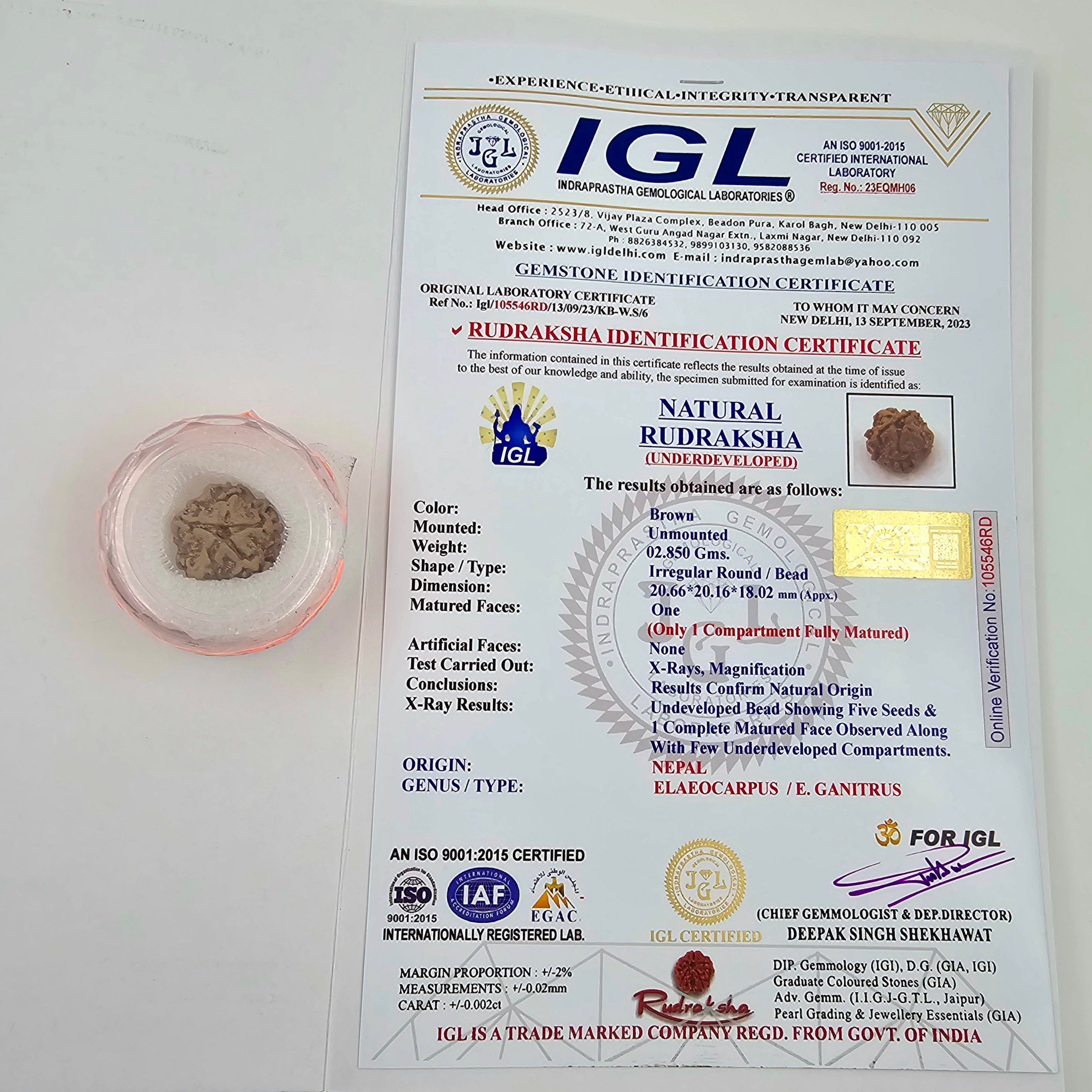 1 Mukhi Rudraksha GOL Dana