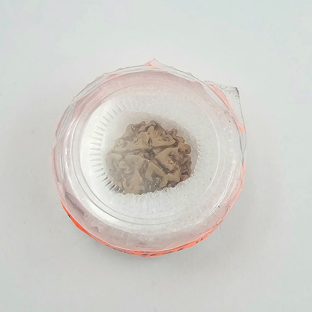 1 Mukhi Rudraksha GOL Dana