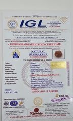 1 Mukhi Rudraksha GOL Dana