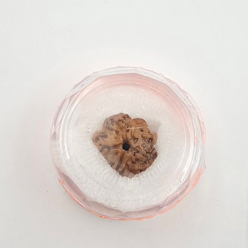 1 Mukhi Rudraksha GOL Dana