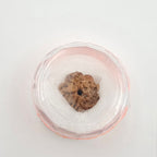 1 Mukhi Rudraksha GOL Dana