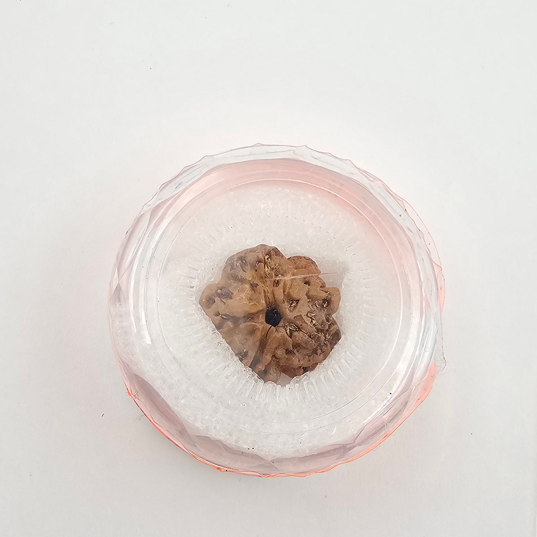 1 Mukhi Rudraksha GOL Dana