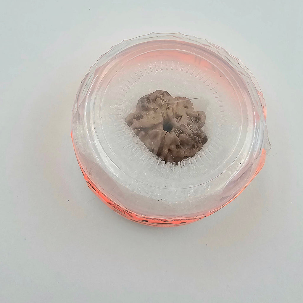 1 Mukhi Rudraksha GOL Dana